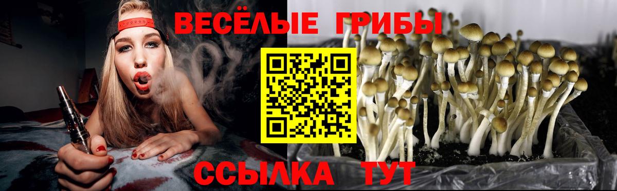 Псилоцибиновые грибы Cubensis  Вход с VPN  Псилоцибиновые грибы Psilocybine cubensis  Новозыбков 